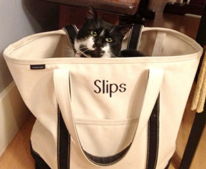 cat in bag